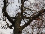 IMG_1711