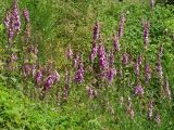 IMG_0760