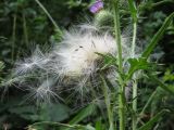 IMG_0901
