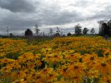Landesgartenschau Zülpich