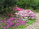 IMG_2775