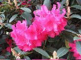 IMG_2780