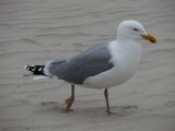 IMG_2667