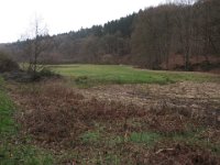 Feuchte Wiese.