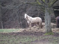 Für das Pferd sind wir eine Abwechselung