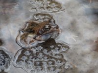 Der Frosch inmitten seines Laichs
