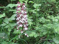 IMG 7142  Dann finden wir im Wald die erste Orchidee. Das Purpur Knabenkraut. : Blume, Orchidee