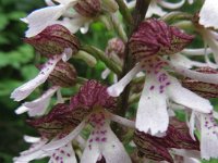 IMG 7145  ... : Blume, Orchidee