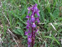 IMG 7150  Stattliches Knabenkraut : Blume, Orchidee