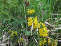 IMG 7155  Hauhechel : Blume, Orchidee