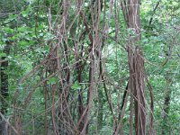 IMG 7170  Lianen im Wald: die verholzten Teile der gemeinen oder gewöhnlichen Waldrebe. Die Verwandten dieser Pflanze sind als Clematis häufige Verteter in unseren Gärten.