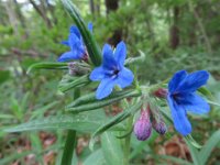 IMG 7171  Der blaurote Steinsame ... : Blume, Orchidee