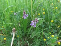 IMG 7177  Bunte Wiese : Blume, Orchidee