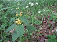 IMG 7179  Die gelbe Taubnessel zeigt ihre Schönheit erst aus der Nähe. Hier zusammen mit der Sternmiere. : Blume, Orchidee