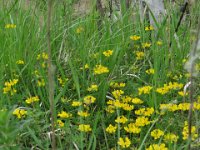 IMG 7202  Gemeiner Wundklee : Blume, Orchidee