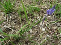 IMG 7207  Bitteres Kreuzblümchen : Blume, Orchidee