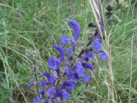 IMG 7211  Wiesensalbei : Blume, Orchidee