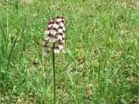 Orchideenwanderung