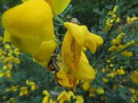 IMG 7243  ...dem Besenginster. : Blume, Orchidee