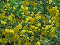 IMG 7248  Vorbei am Eifelgold... : Blume, Orchidee