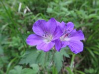 IMG 7250  Ein Verwandter: der Wiesenstorchschnabel : Blume, Orchidee