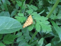 IMG 7252  Ein Pantherspanner : Schmetterling