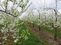 Kurz hinter dem Dorf sind wir schon mitten in den Plantagen,...