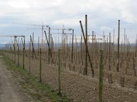 Hinter den Stützstangen der Plantagen erheben sich die Kräne...