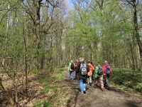 Hier kommen wir in einen lichten Laubmischwald.
