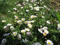 Gänseblümchen