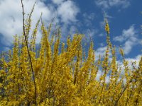 Bei all ihrer Schönheit sind die Blüten der Forsythien für die Bienen ziemlich wertlos, da sie keinen Nektar produzieren. Lediglich Pollen können gesammelt werden.
