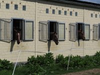 ... in der Reitanlage der Burg Münchhausen genießen.