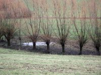 Winterliche Kopfweiden