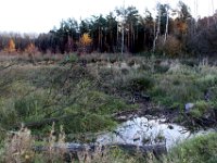 Tümpel auf gerodeter Waldfläche.