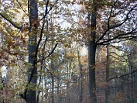 ...aber herbstlich im Wald.