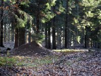 Ameisenhaufen