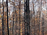 Herbstlicher Buchenwald