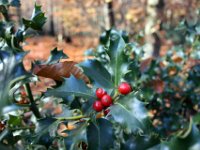 Ilex