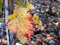 Rote Reben sind an der Ahr allgegenwertig und bezaubern im Herbst mit ihrem farbenfrohen Laub.