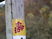 Hier laufen wir ein Stück auf dem Rotweinwanderweg