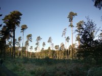 Kiefern recken sich in den blauen Herbsthimmel.