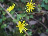 Blüten entfalten sich.