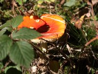 Der Fliegenpilz strahlt in der Sonne.
