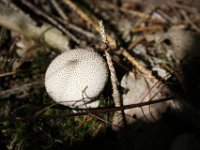 Der Flaschenstäubling macht es ihm nach.