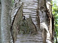 Aufgeplatzte Kirschbaumrinde